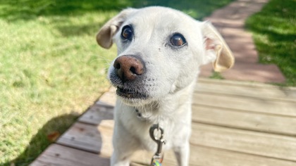 OTIS - Terrier / Mix for adoption in Boulder