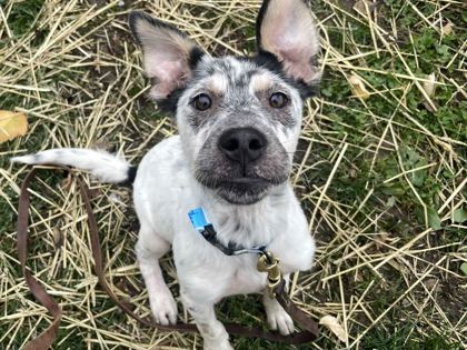 WEENIE HUT JR. - Australian Cattle Dog / Mix available for adoption