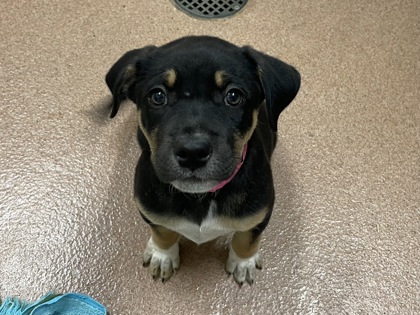 ELVIRA - Hound / Mix available for adoption
