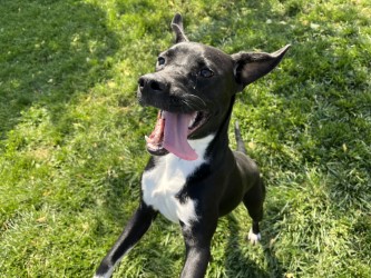 MADDIE - Labrador Retriever / Mix available for adoption