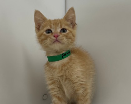 FRENCH ONION - Domestic Shorthair available for adoption