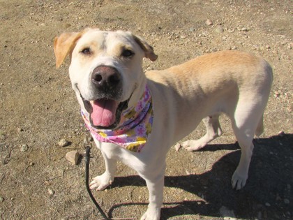 BIRDIE - Labrador Retriever / Mix available for adoption