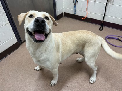 BIRDIE - Labrador Retriever / Mix available for adoption