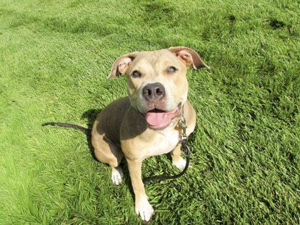 CABANA - American Pit Bull Terrier / Mix available for adoption