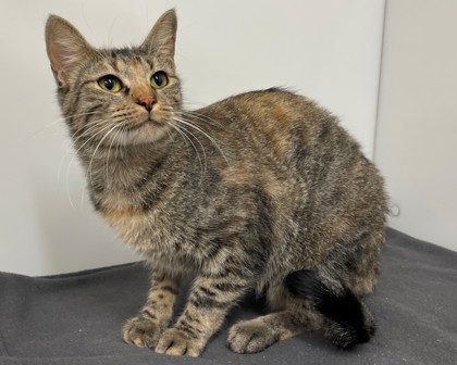 JANNIE - Domestic Shorthair available for adoption