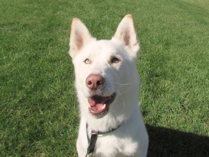 CLUE - Siberian Husky / Mix available for adoption