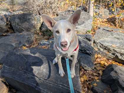 NIALL - Shepherd / Mix available for adoption