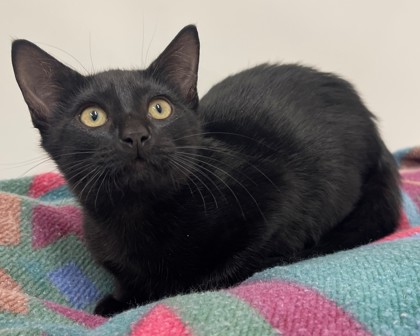 GRIFFIN - Domestic Shorthair available for adoption