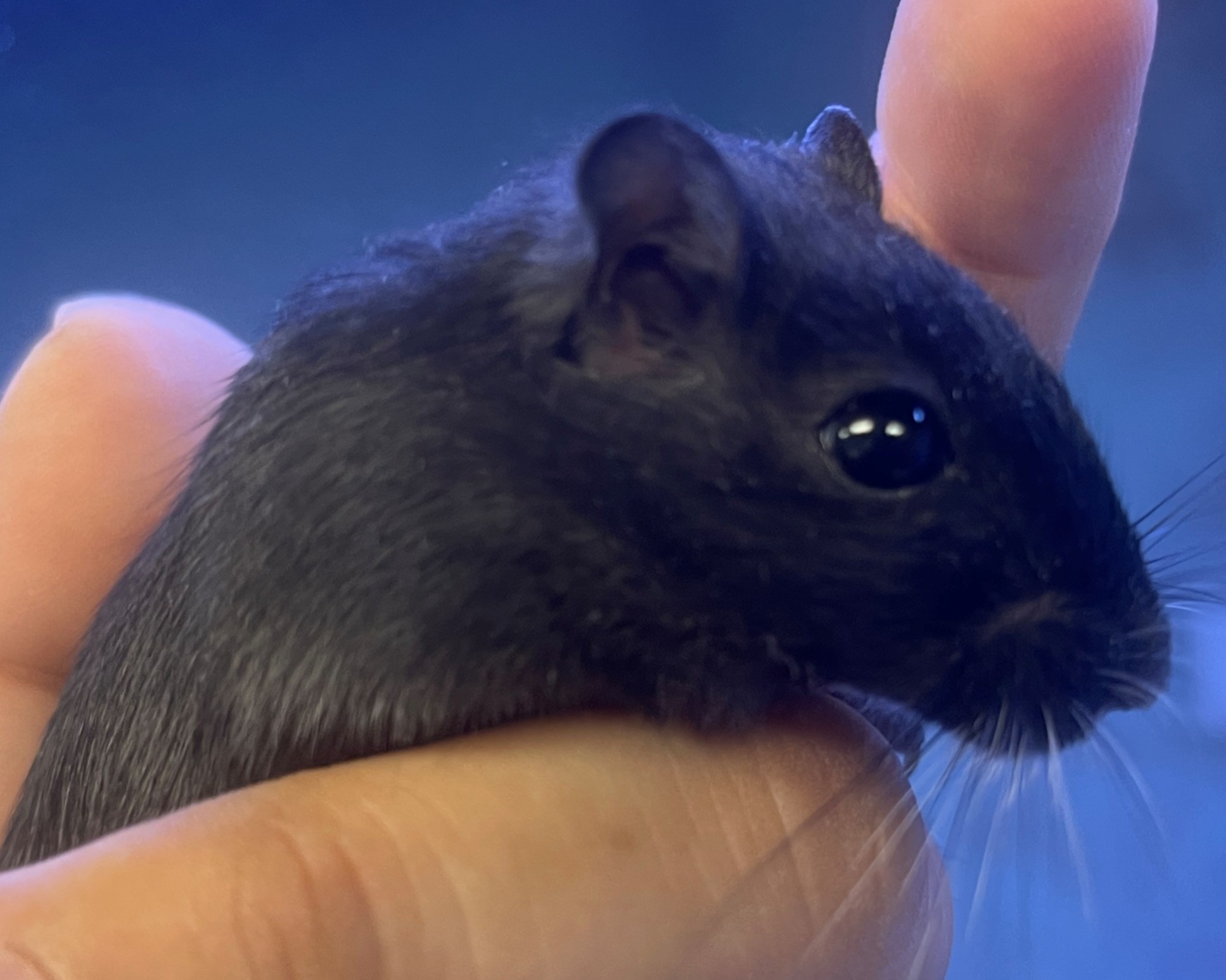BLACKBERRY - Gerbil available for adoption