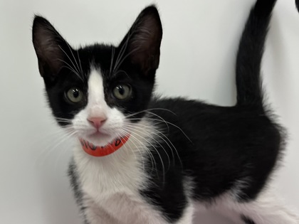 FERRY - Domestic Shorthair available for adoption
