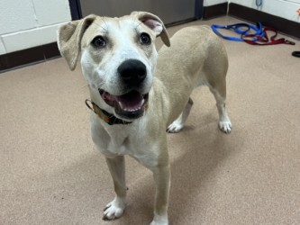 JAZZY - American Pit Bull Terrier / Mix available for adoption
