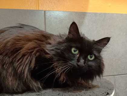 OLIVE - Domestic Medium Hair available for adoption