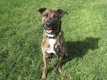 ADDIE - Dutch Shepherd / Mix available for adoption