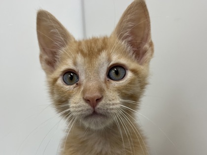 MARTY - Domestic Shorthair available for adoption