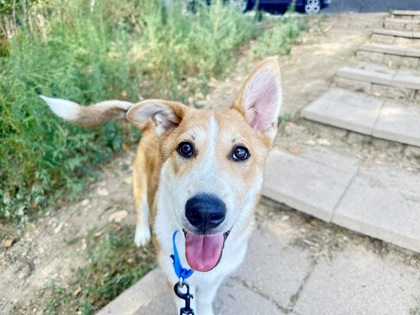KFC - Siberian Husky / German Shepherd available for adoption