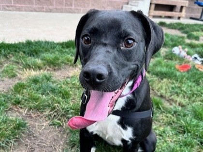MADDIE - Labrador Retriever / Mix available for adoption