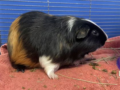 LOUIS - Guinea Pig available for adoption