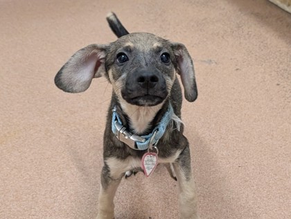DARCY - Shepherd / Mix available for adoption