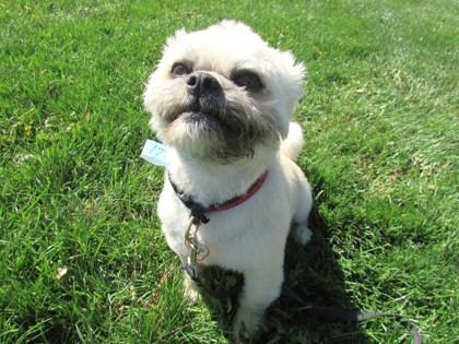 DAPHNE - Lhasa Apso / Mix available for adoption