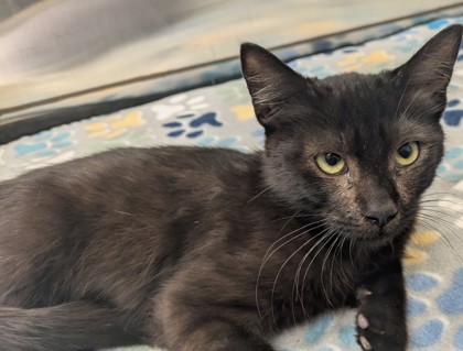 DUSK - Domestic Shorthair available for adoption