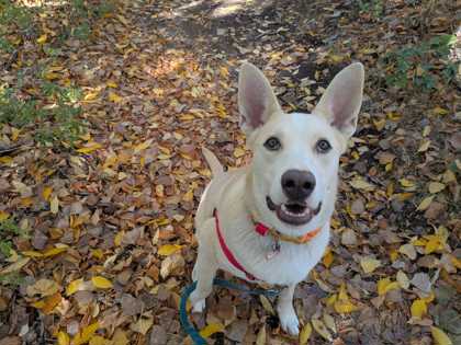 NIALL - Shepherd / Mix available for adoption