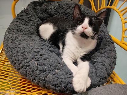 COWBOY - Domestic Shorthair available for adoption
