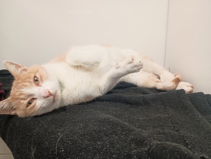 ALFIE - Domestic Shorthair available for adoption