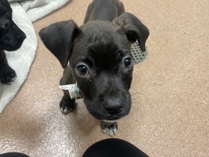 BALDR - American Pit Bull Terrier / Mix available for adoption