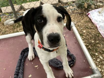 SUPER TROUPER - Great Pyrenees / Mix available for adoption