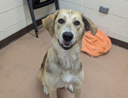 HONEYBEE - Anatolian Shepherd / Mix available for adoption