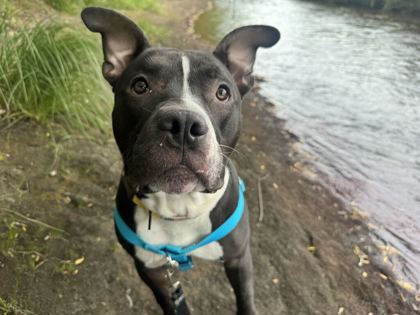ROCCO - American Pit Bull Terrier / Mix available for adoption