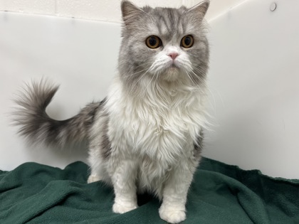 MAISIE - Persian / Mix available for adoption
