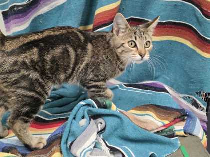 ADRIAN - Domestic Shorthair available for adoption