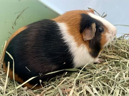 NADINE - Guinea Pig available for adoption