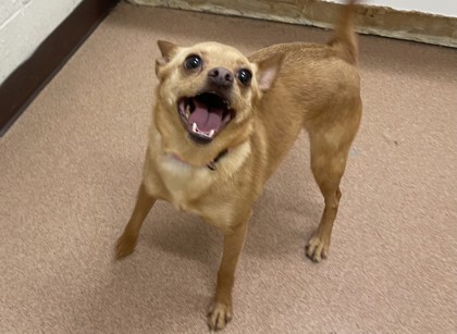 BOPSY - Short Coat Chihuahua / Mix available for adoption