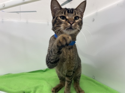 BATMAN - Domestic Shorthair available for adoption