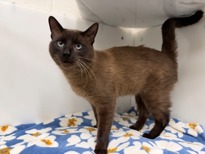 FERRERO ROCHER - Siamese / Mix available for adoption