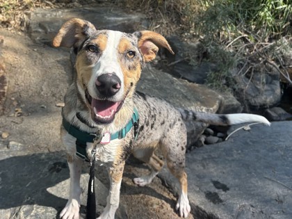 ROO - Catahoula Leopard dog / Mix available for adoption