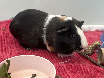 ANIKA - Guinea Pig available for adoption