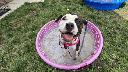 MARY KATE - American Pit Bull Terrier / Mix available for adoption