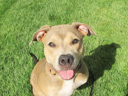 CABANA - American Pit Bull Terrier / Mix available for adoption