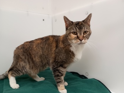 CHURRO - Domestic Shorthair available for adoption