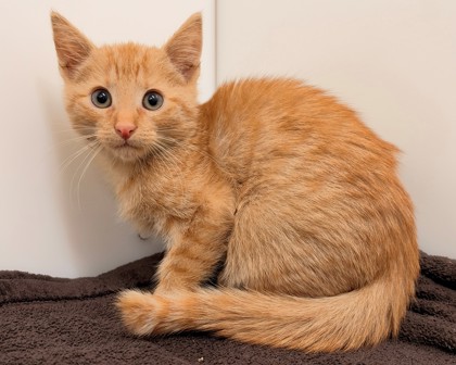 CANDIED YAM - Domestic Shorthair available for adoption