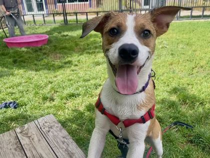 BINGO - Beagle / Mix available for adoption