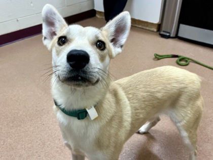 TOASTER - Siberian Husky / Mix available for adoption