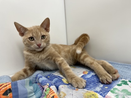 DILBERT - Domestic Shorthair available for adoption