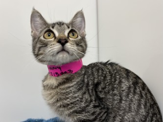 BUNNY - Domestic Shorthair available for adoption