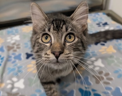 BENNINGTON - Domestic Shorthair available for adoption