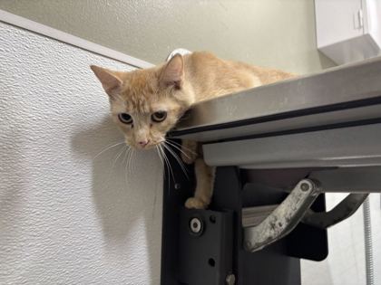 AMY - Domestic Shorthair available for adoption