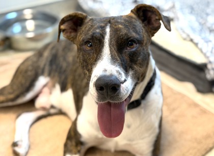 DUMPLING - American Pit Bull Terrier / Mix available for adoption
